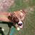 Rehoming intact Great Dane Catahoula Boxer mix 4 thumbnail