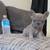 French Bulldog Puppy 2 thumbnail