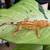 **CRESTED GECKOS** 7 thumbnail