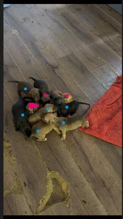 Pitbull pups 1