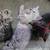 kitten 8 thumbnail