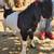 Boer male goat 6 thumbnail