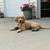 Pup 2 thumbnail