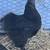 Silkies 2 thumbnail