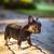 Blue French Bulldog Puppy 14 thumbnail