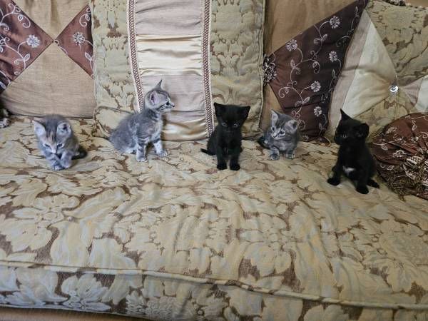 Cachorros de gato lindos y amigables $50 (Missouri city)63859317554305124