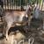 Nubian goats 4 thumbnail