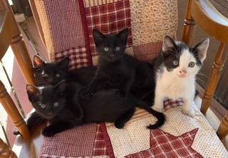 Young Kittens in need of good home (Reasnor)63671554752387120