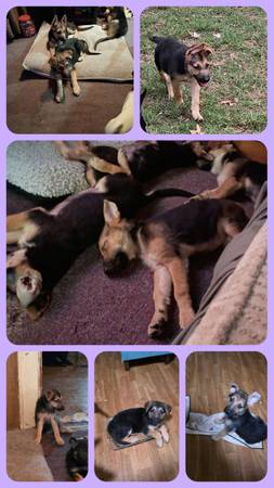 German Shepherd 1