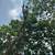 Tree Service 4 thumbnail