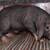 Registered Meishan piglets 10 thumbnail