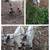 Goat bucklings 2 thumbnail