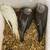 Babie cockatiel rehoming 1 thumbnail