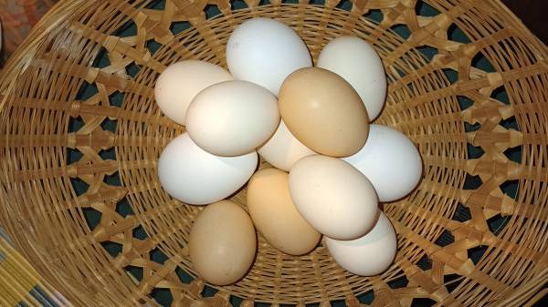 Chicken eggs 1
