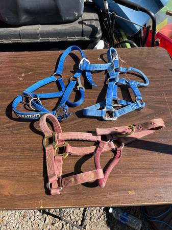 Yearling/ Pony Halters 1