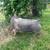 2 Breeding Age Gilts 3 thumbnail