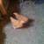 Chicken - Buff Orpingtons young pullets / chickens 6 thumbnail
