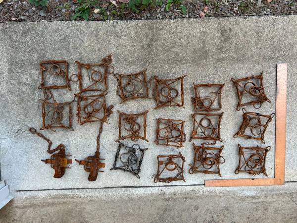 18 Muskrat sized traps 1