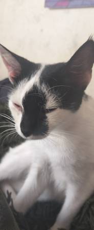 Free Kitten (Farmington)63902738724227122