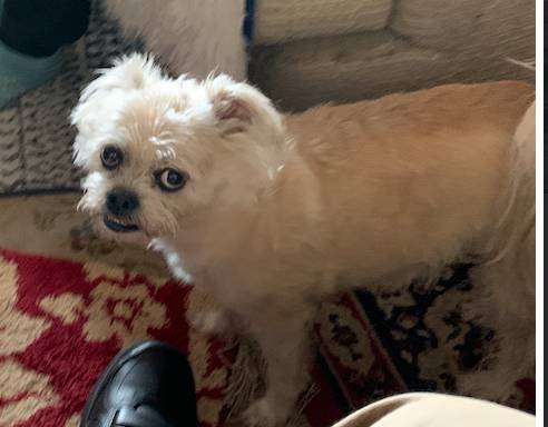 Small dog lost REWARD (Desert Hot Springs)63439153078019122