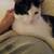 Affectionate,Loveable,Male 4 thumbnail