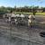 White Dexter Heifers and Bulls Sell or Trade 2 thumbnail
