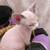 Sphynx kitten 3 thumbnail