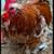 Calico Cochin Bantam Chicks & Hatching Eggs 2 thumbnail