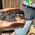 Pink belly side necked turtle 2 thumbnail