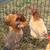 bantam pullets 2 thumbnail