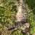 Kitten 3 thumbnail