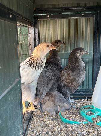 Young Chocolate Egger Chickens 1