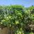 Fresh Passion Fruits 100% ORGANIC PASSION FRUITS 2 thumbnail