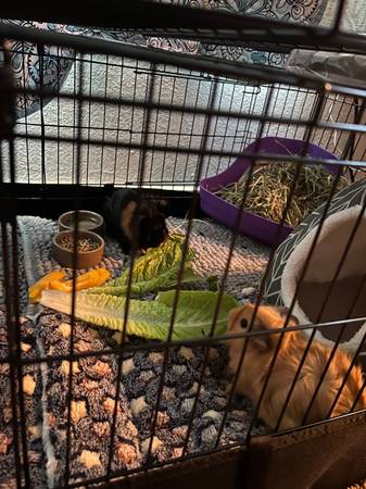 Guinea pigs63853558056321121