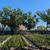 Magnolia Tree 7 thumbnail