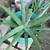 Five  Aloe Plants 22" to 32" for $100 or Priced Separately 12 thumbnail