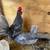 Bantams 9 thumbnail