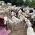 Sheep 2 thumbnail