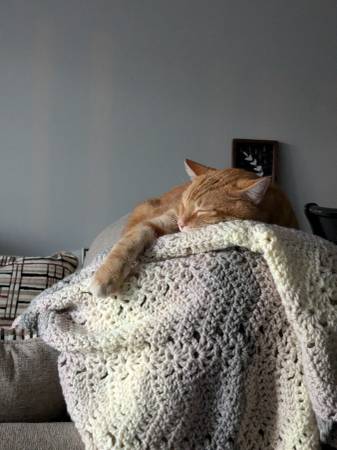 Neutered yellow Tabby  and  Spayed Calico (Lincoln)63857444862851123