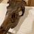 European skull mounts 9 thumbnail