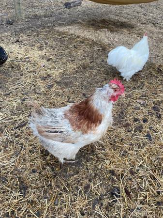 Three Chickens - 2 Hens and 1 Rooster (santa rosa)63909865440643123