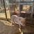 Potbelly piglets 7 thumbnail