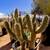 10 REASONS - IT’S TIME FOR A NEW GARDENER – JOSHUA TREE & HIGH DESERT 3 thumbnail