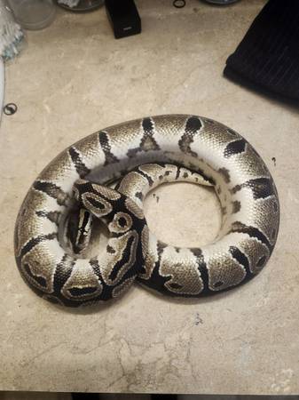 Male volta ball python (Las Cruces)63976189678082121