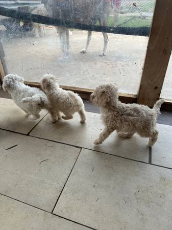 Toy Poodles 7 weeks old63670591028609120