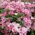 Weigela bushes 1 thumbnail
