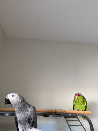 Parrots 1