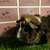 Guinea pig Male (Savethepetz) 10 thumbnail