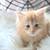 Maine Coon 4 thumbnail