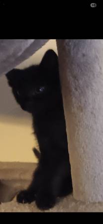 Kitten in long beach for rehoming (Bixby Knolls)63932506656771121